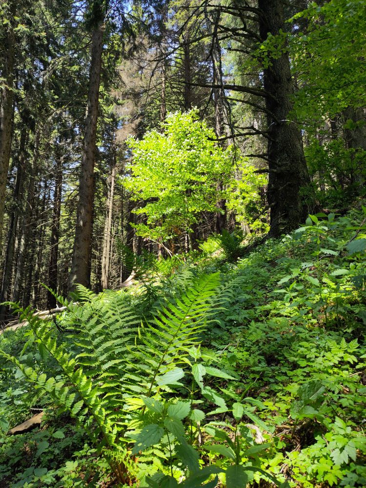 A forest picture. A beech tree in sunlight, growing below a canopy of spruce and fir trees. Some dead spruces in the background. Ferns and other understorey plants in the foreground.