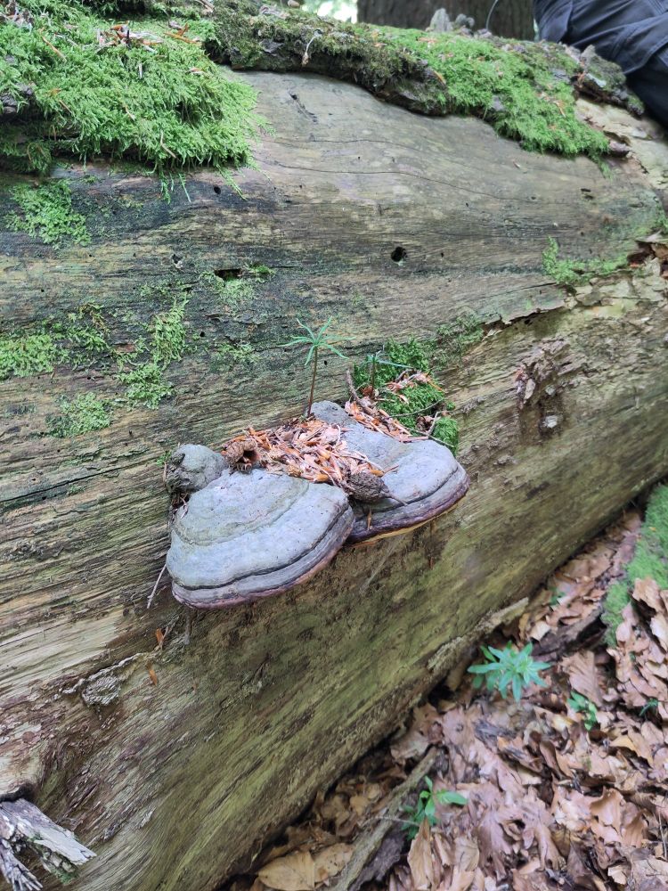 A spruce seedling growing atop a polypore on a big downed log.
