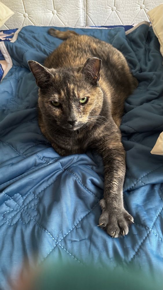 A gray and orange cat lounges on a blue blanket
