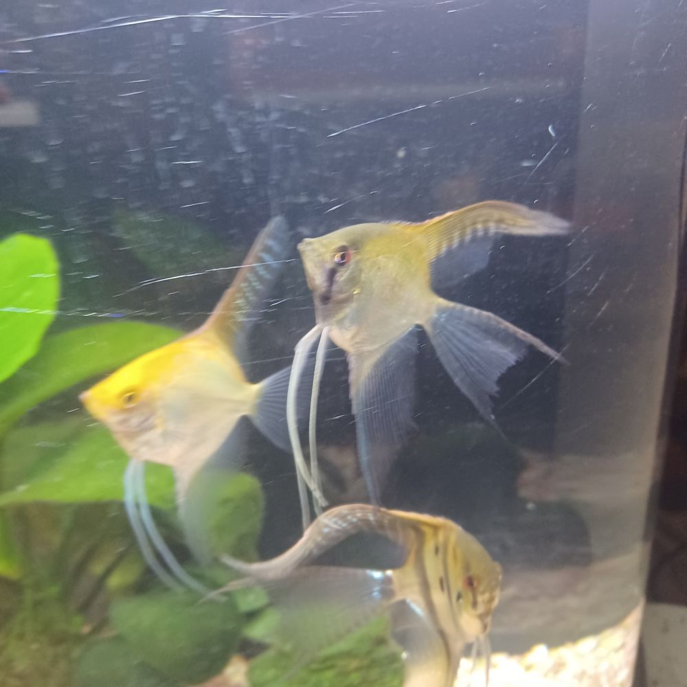 My Angels