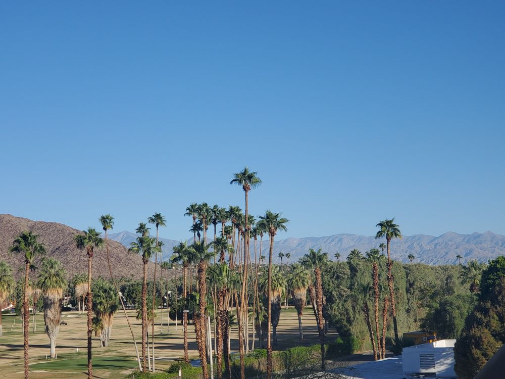 Early morning sky in Palm Springs. Lots of tall palm trees in the foreground and desert mountains in the background with a blue blue sky
