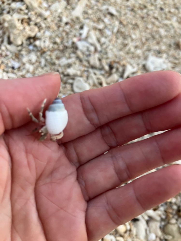 ホワイト×グレーの貝殻拾ったらヤドカリでた