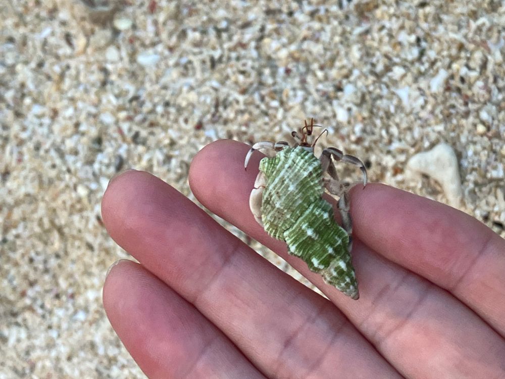 グリーンの貝殻拾ったらヤドカリでた