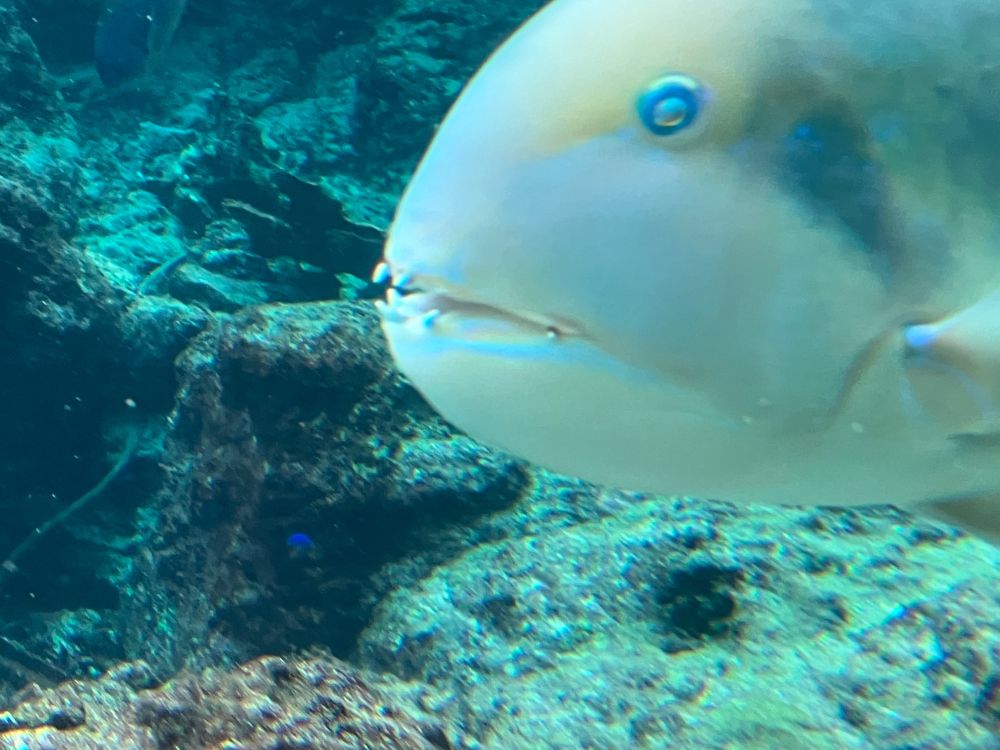 白地にパールブルーの眼をした魚
きれいだけど、顔が怖い！！