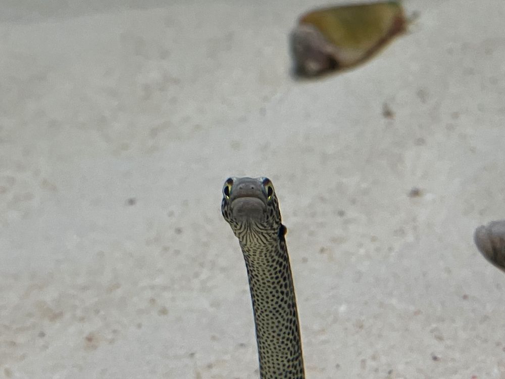 チンアナゴ！なんか草食恐竜みたい笑笑