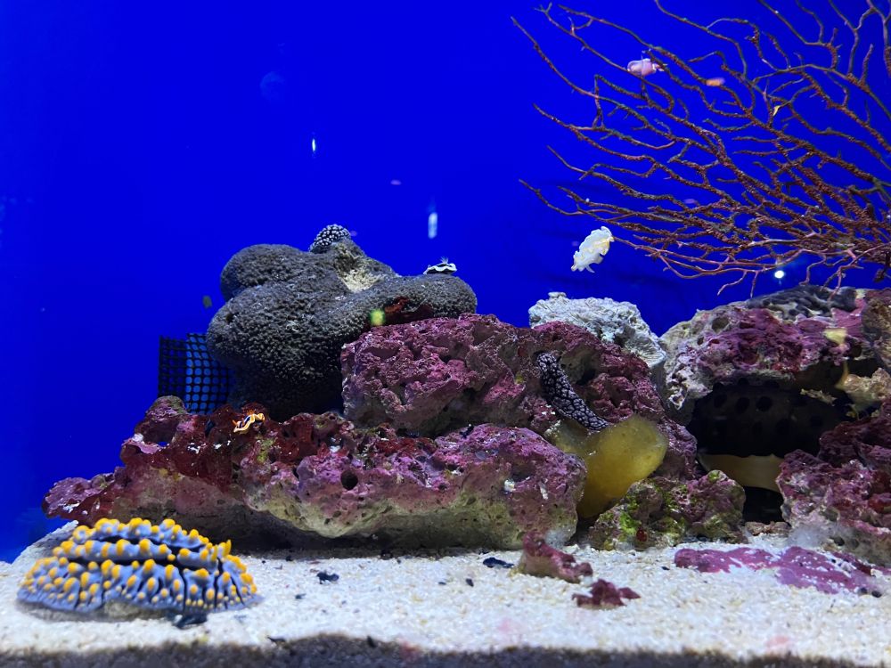 こちらは北欧ブルーっぽい水色に、黄色のドット柄のウミウシ