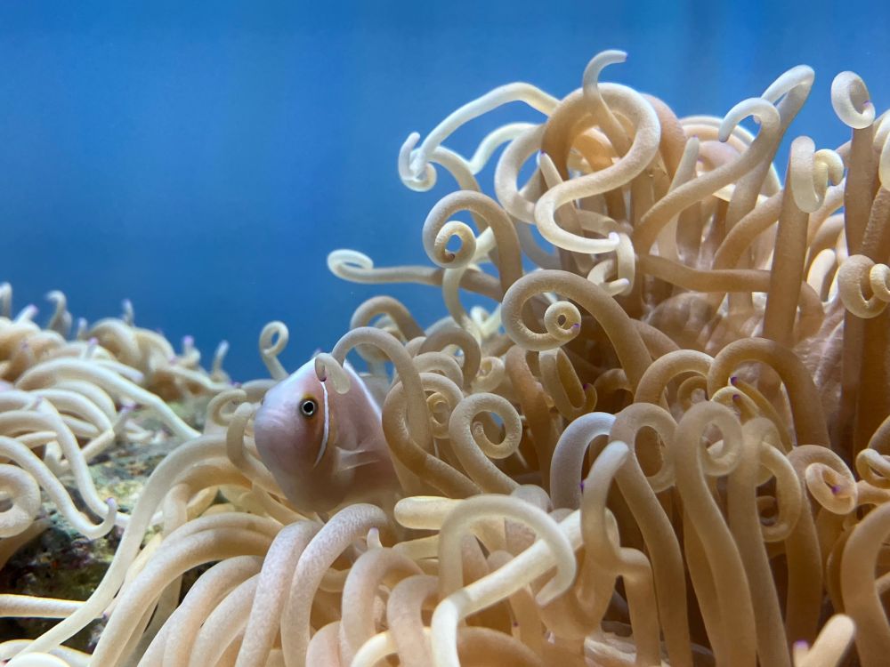 イソギンチャクに隠れる小魚