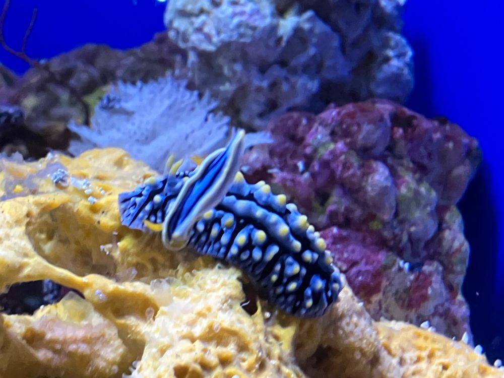 カラフルなウミウシ
紺色のボディに水色と白色の彩り