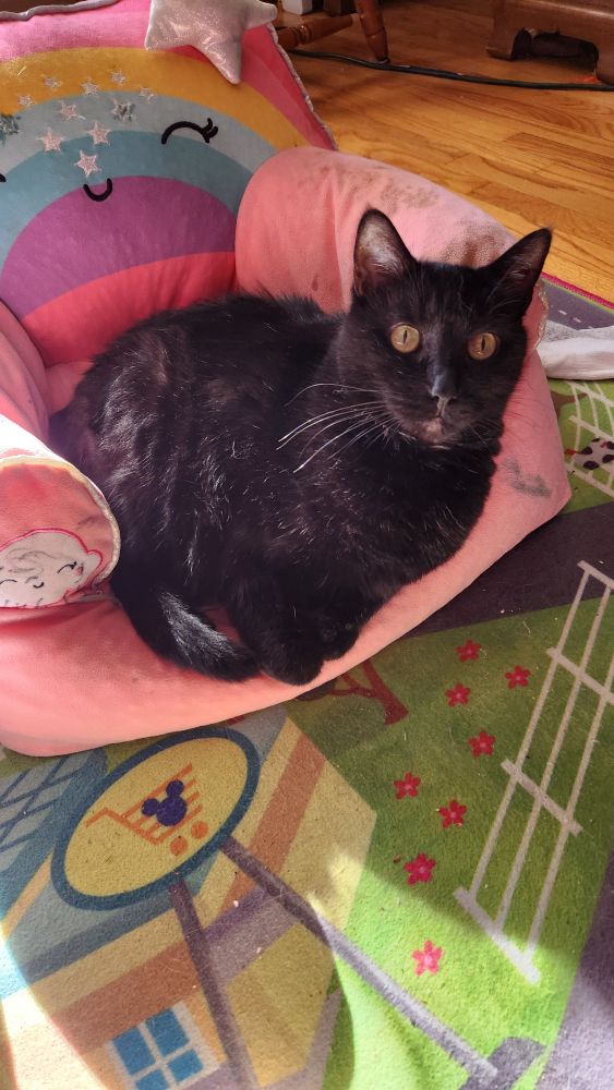 Black cat sitting in her princess chair
