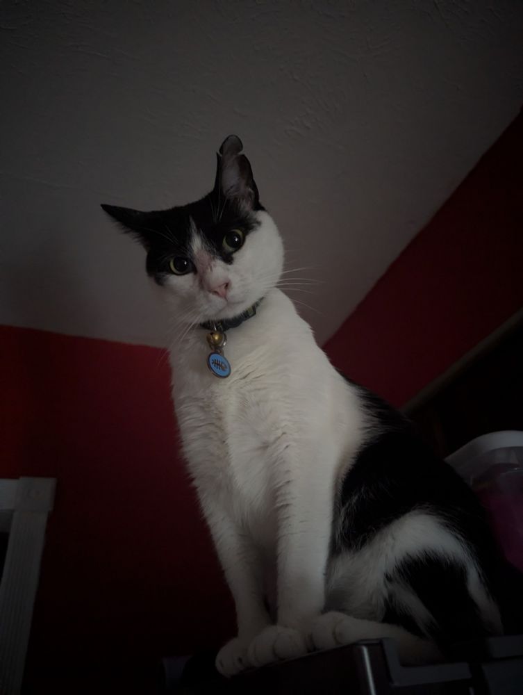Inquisitive cat looking down at the camera from atop a refrigerator.