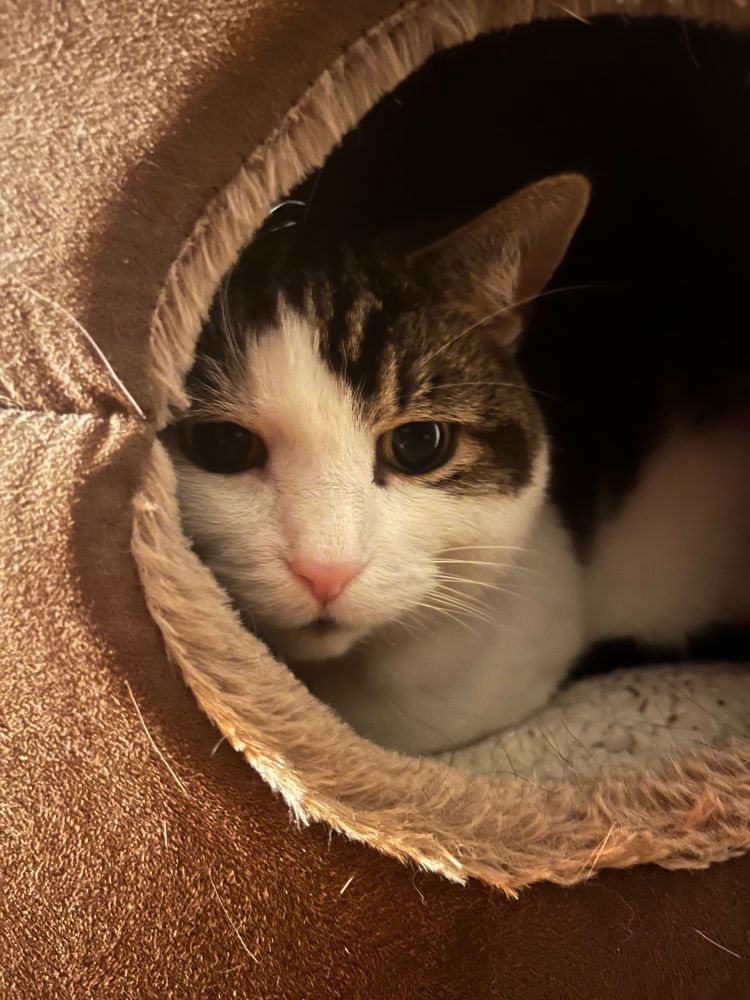 Tabby and white cat (Indi) peeking out of her fur-lined winter bed.