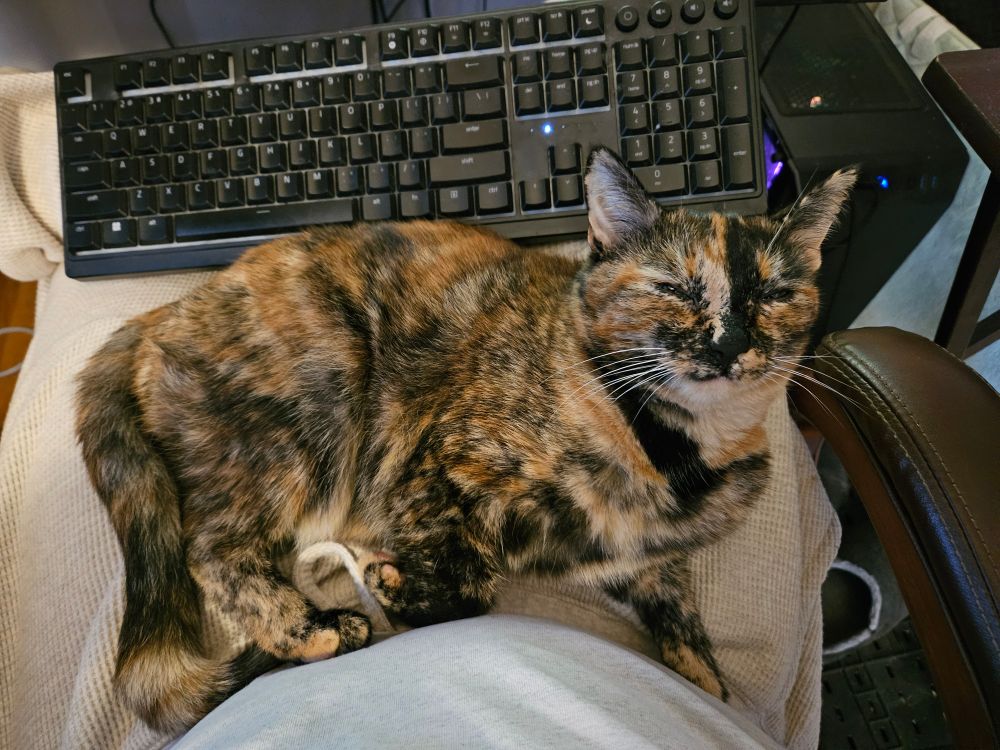 Eepie tortie cat