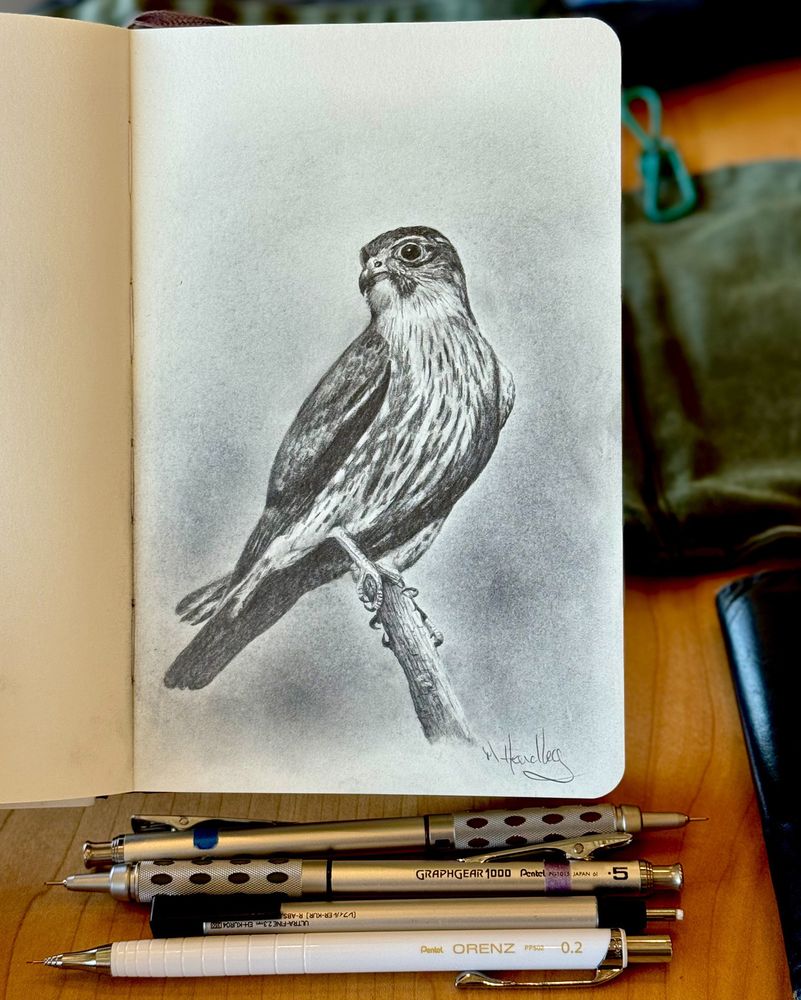 Realistic graphite drawing of an American kestrel perched on a branch, rendered in fine detail with smooth shading and soft background gradients. Pencils in the background. 