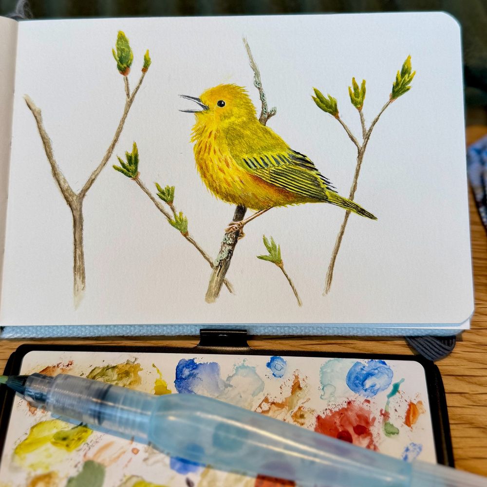 Watercolor painting of a bright yellow warbler perched on a budding branch, created in a sketchbook with a visible waterbrush and paint palette.