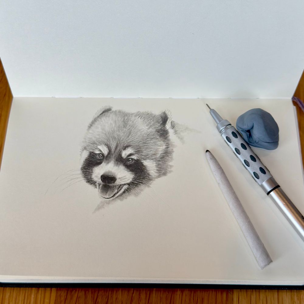 A start drawing of the head of a red panda in a sketchbook surrounded by a Pentel mechanical pencil, blender and blu tack