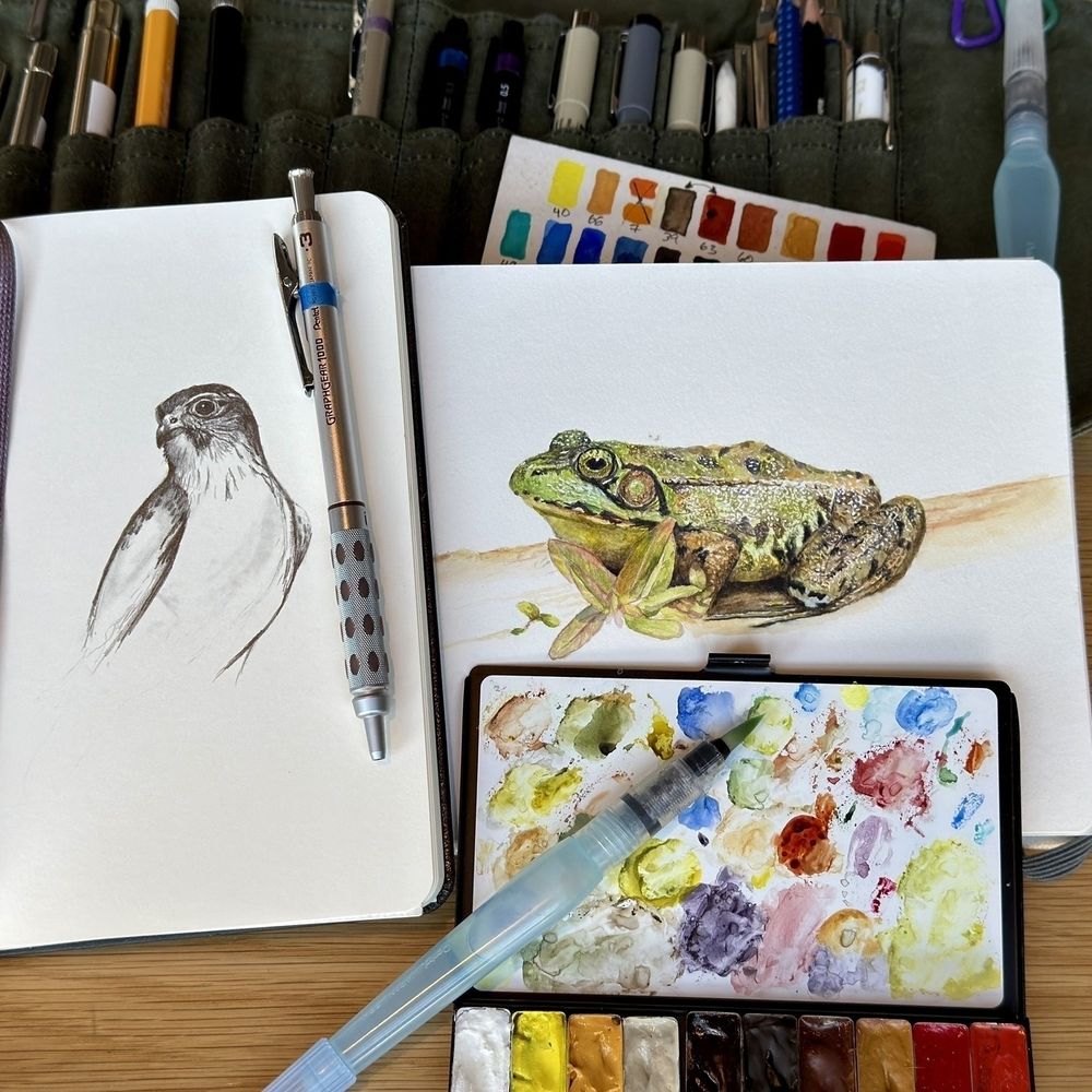 Two sketchbook pages show an American kestrel pencil sketch and a detailed watercolor frog, with art supplies like a Pentel Graphgear pencil, brush pen, and watercolor palette.&10;