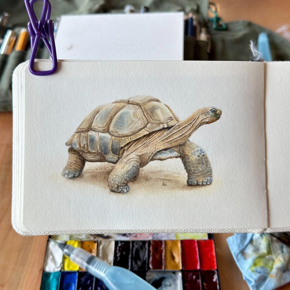 A watercolor painting of an Aldabra giant tortoise, detailed in soft browns and grays, walking with its neck extended, sketched on hot press paper.