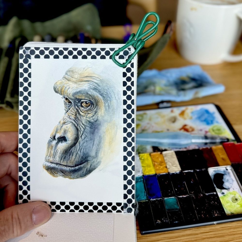 A nearly finished watercolor painting of a lowland gorilla’s face, taped with black-and-white polka dot tape to a sketchpad and clipped with a green binder clip. Richer details and warmer tones define the gorilla’s fur and expressive eye. A watercolor palette, brush, stained cloth, and a coffee mug are visible on the wooden table in the background.