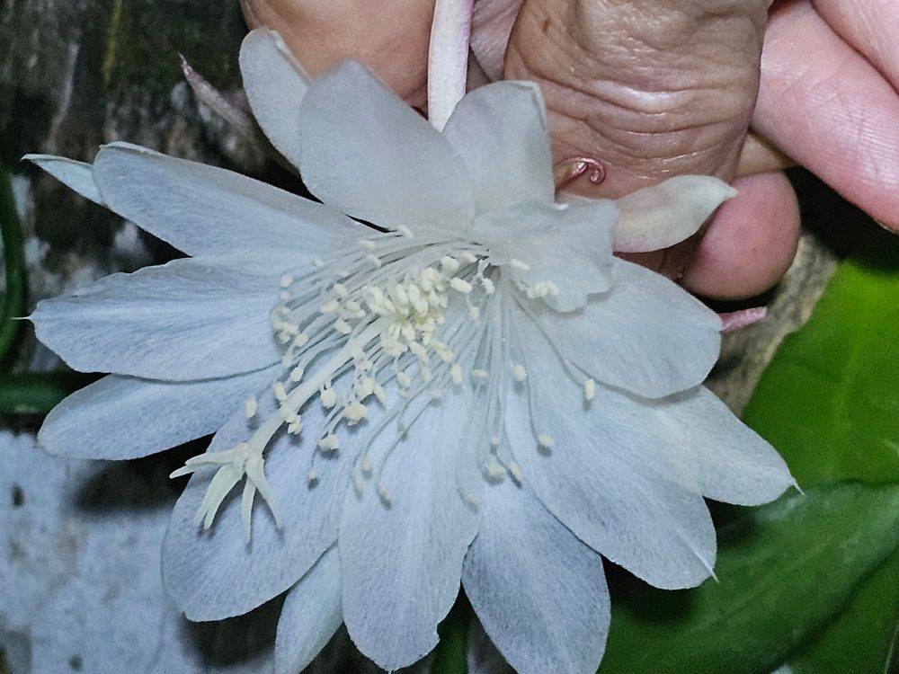 Comment image
