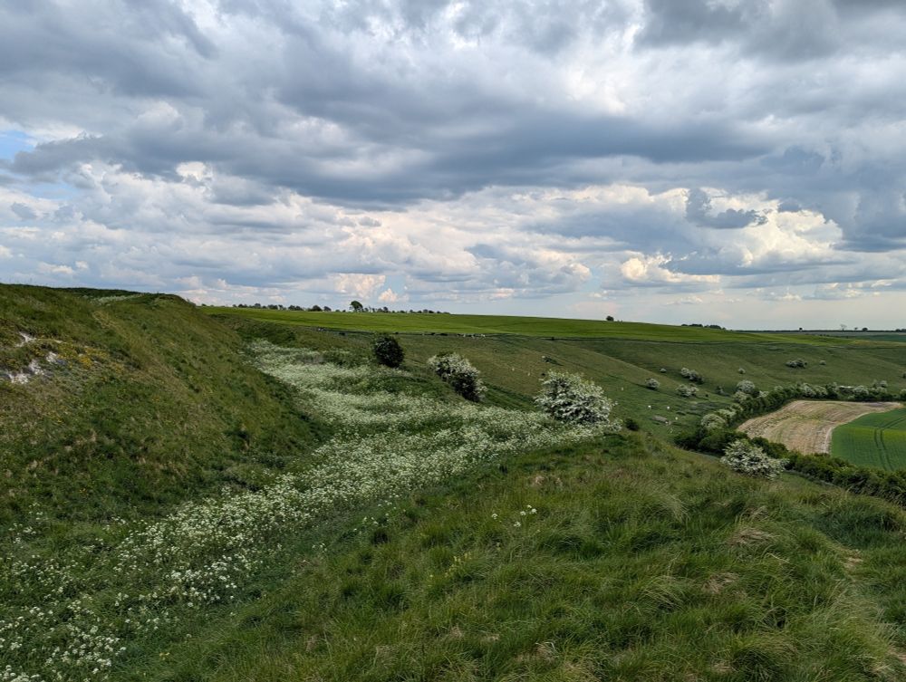 Cow parsley growing in the ditches of Liddington Castle Hillfort, N Wiltshire. May 2025