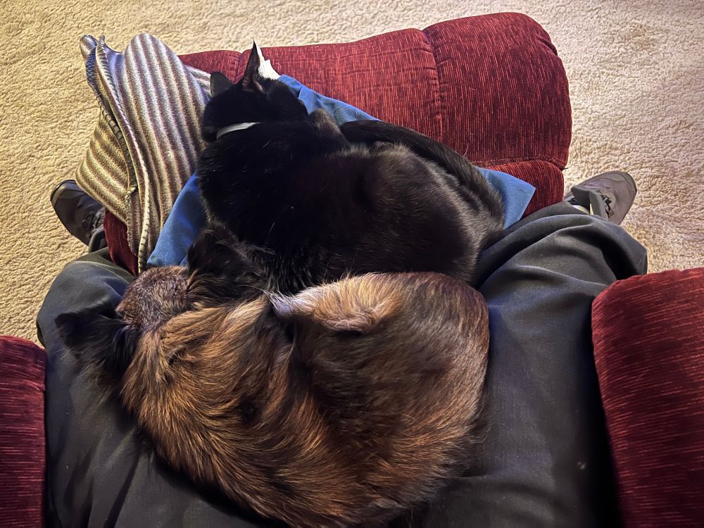 A brown and black long haired chihuahua—it’s Rasputin!—is spooning a black cat—it’s Nora!—in the lap of a black jeaned human sitting in a red recliner.