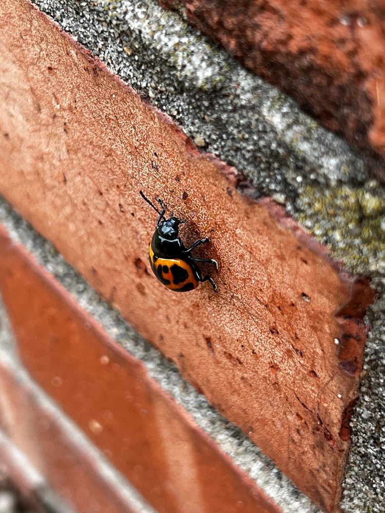 A ladybug-looking beetle crawling up a red brick surface. It’s carapace mostly black with orange and black swirls on its back.