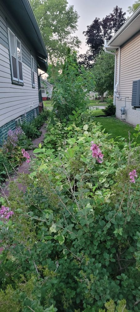 A red pathway next to a house that was cleared of the overflowing plant life from the garden beside it. In the foreground, there is a plant with pink flowers. Midground, an invasive species of plant successfully vies for sunlight (unfortunately). It is green with white splotches. In the background, there is another taller weed with a thick stalk, and a bush and a couple of evergreens beyond. Along the house, there is a purple lilac plant (not sure on what this one is; it's been a bit since I looked it up). Both sides of the garden are as neatly trimmed as they can be by a person manicly cutting.