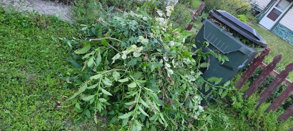 A big pile of foliage relieved from duty in front of a yardie/roller-bin that is full of foliage. It is all very green, albeit differing shades.
