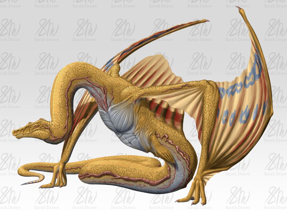 Creature Concept: Spine Wyrm (orange)

A speculative evolution-inspired dragon creature. It has a spinosaurus-shaped head (for catching fish), a spinosaurus sail, and pebbly theropod scales. Rows of red, bulging veins run down its green neck and tail, and blue markings adorn its wings and tail tip.

It upholds its body using its wings, which are tipped with 3-fingered hands. Its back feet are vestigial, flipper-like appendages that point backwards off its body. Its long neck is arched, drooping downwards in the middle, but curving up to support the head on the very end.

Art by @sarahdraws8.bsky.social.
