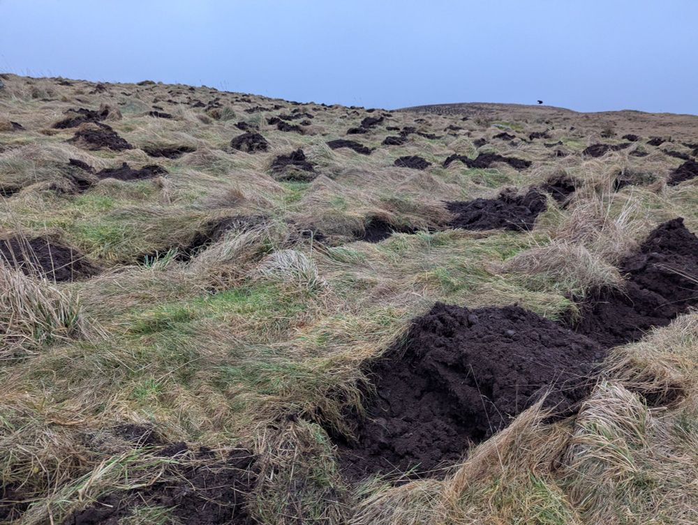 Mounding ready for tree planting 