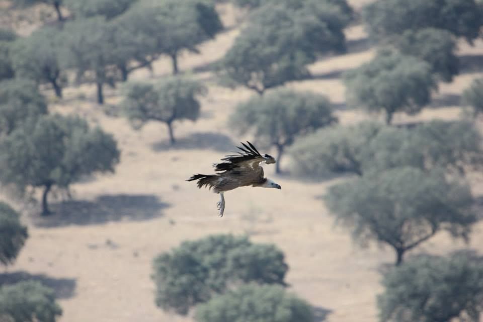 Griffon vulture