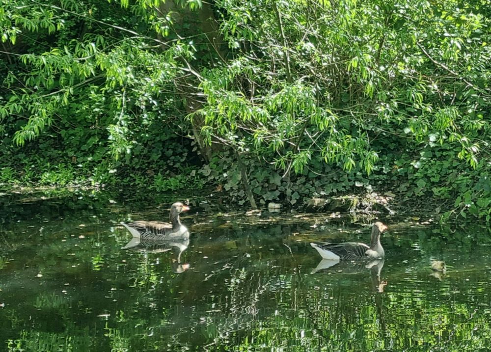 Two geese and some small fluffy goslings on a calm river beside green trees