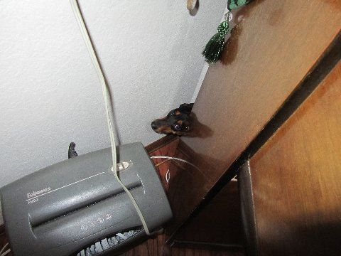 dachshund puppy stuck behind a piano