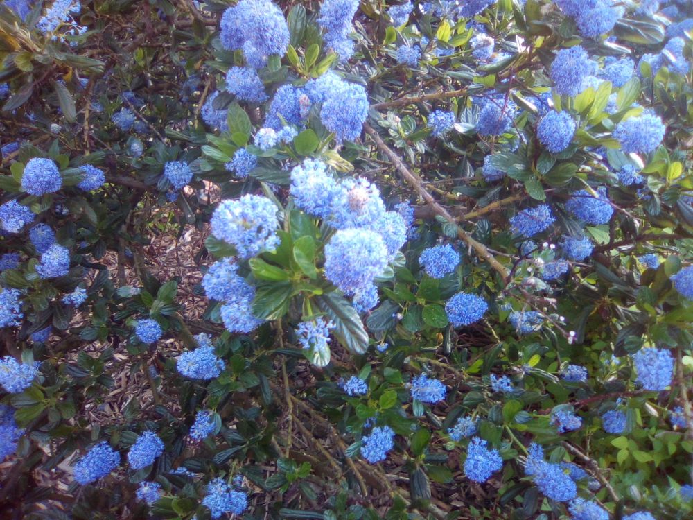 a bush of a delightful light blue flowers in racemes