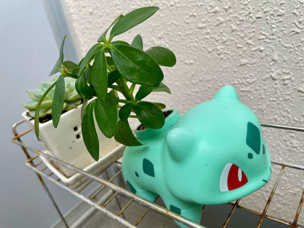 かなンボ: 