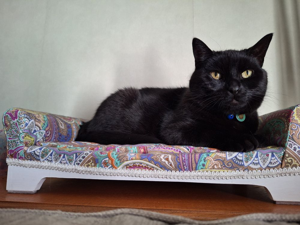 A black cat lying on a paisley cat sofa 