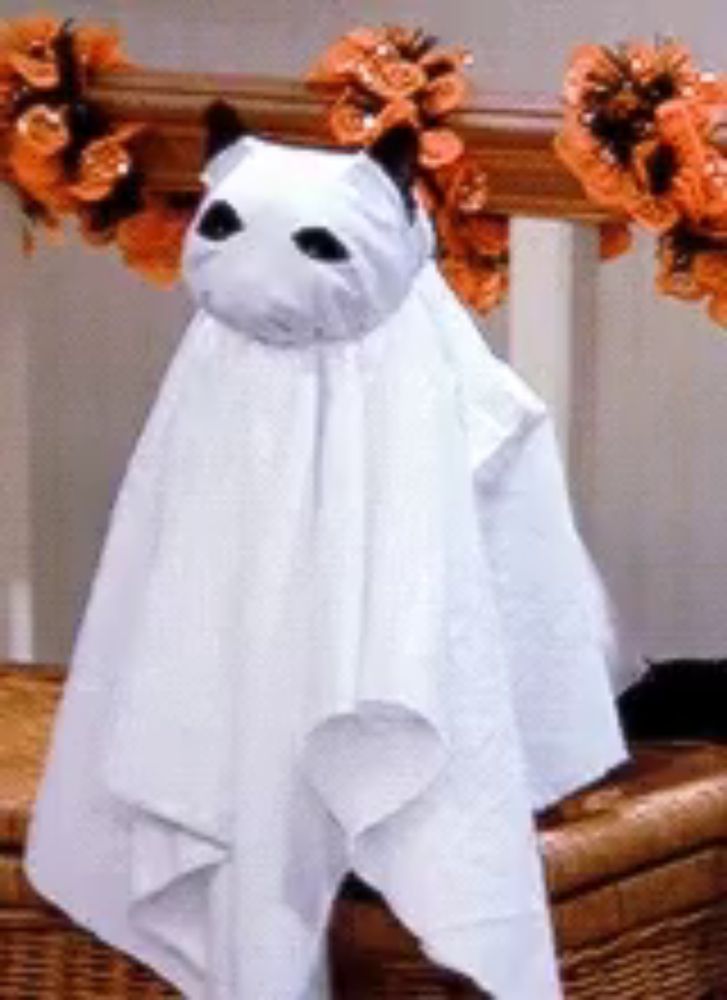 a cat is dressed as a ghost and is sitting on a basket