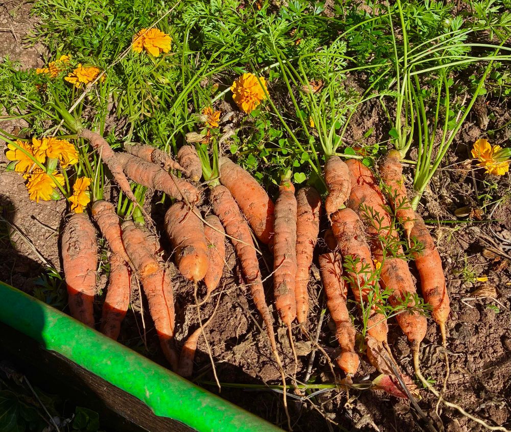 Small harvest of carrots