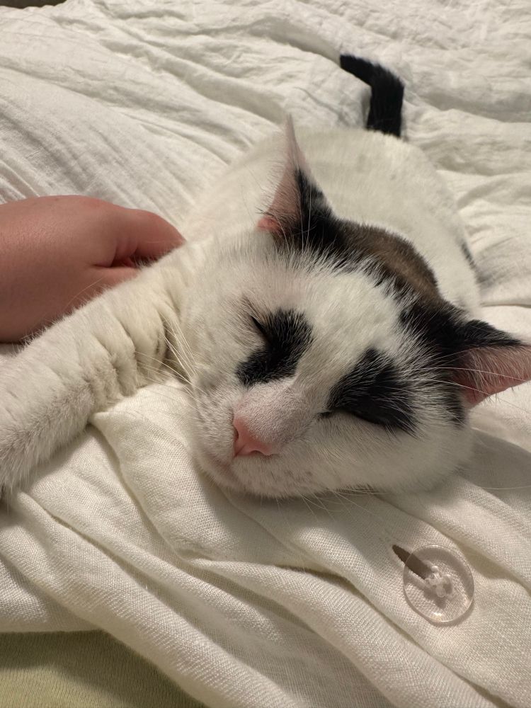 a picture of a white cat with black markings around the eyes, ears, and tail lying on a bed