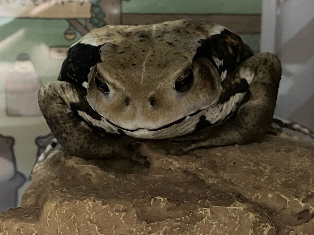 アズマヒキガエルのもちくん