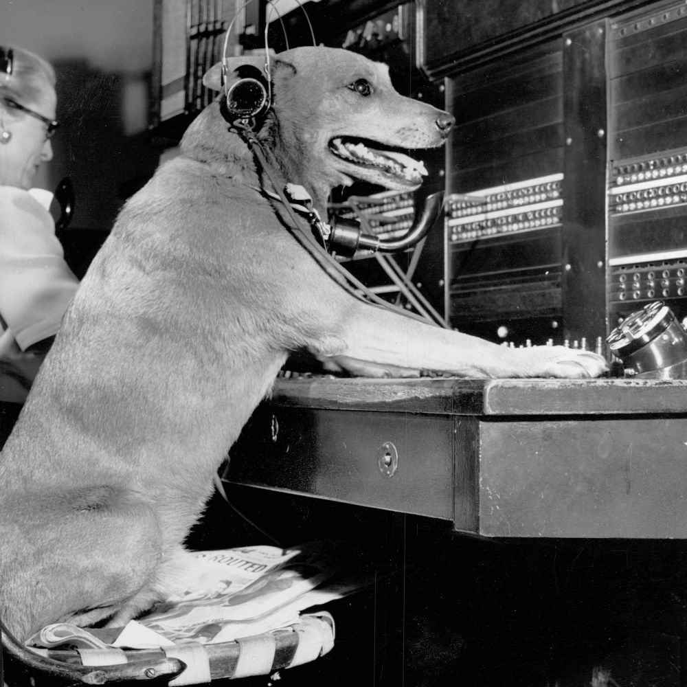 Lucky the dog wears a headset and speaks to fans at the main switchboard of the Minneapolis Times, April 23, 1948. Hennepin County Library Digital Collections. 