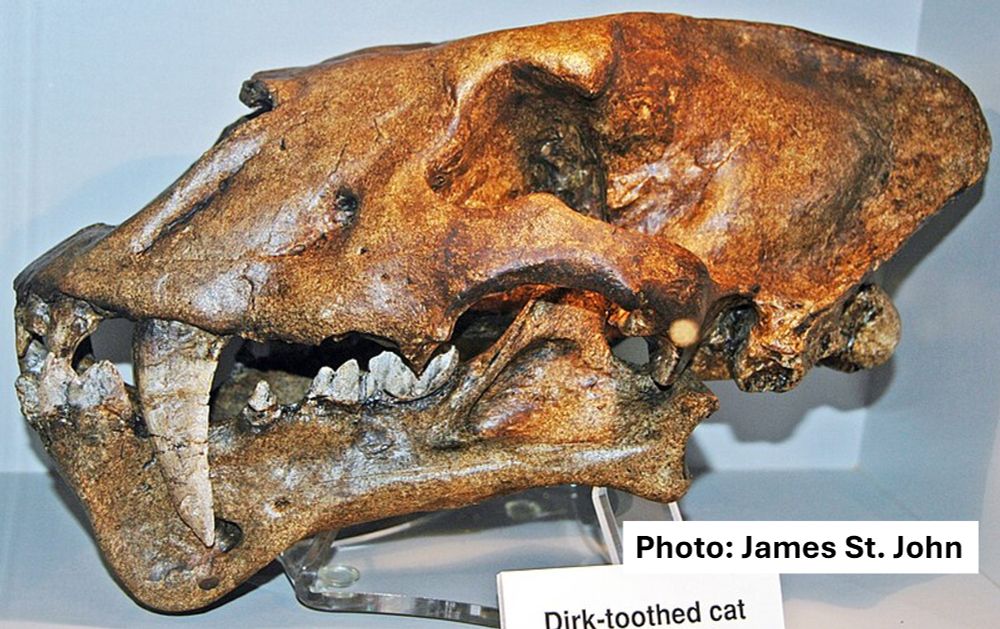 Fossil skull of Homotherium, an extinct sabertooth cat, facing to the left. Photo credit: James St. John. A sign beneath the skull says "dirk-toothed cat," a common name for this group of cats.