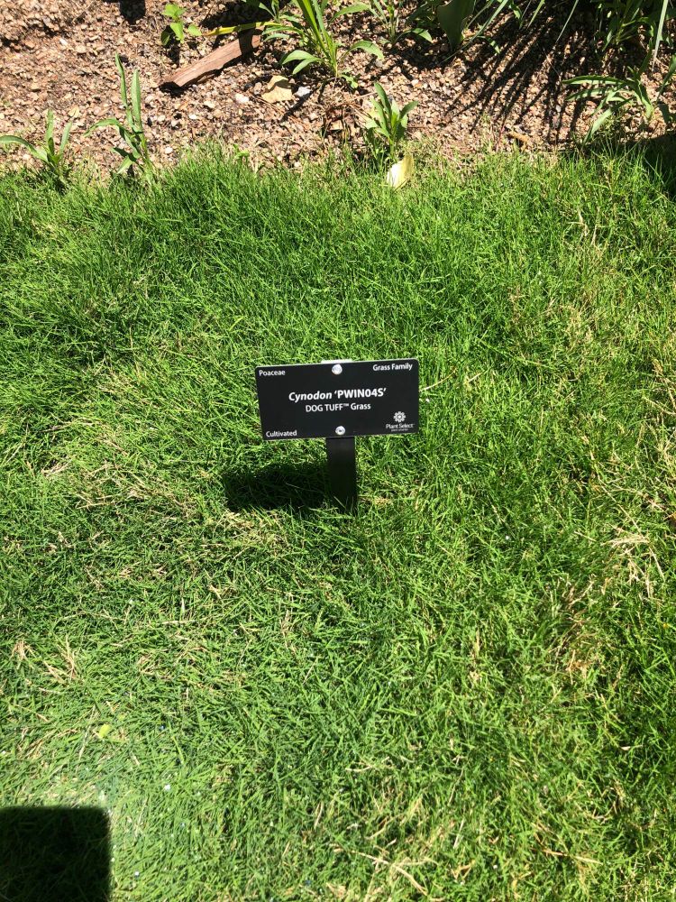 Dog Tuff grass at Denver Botanical Garden