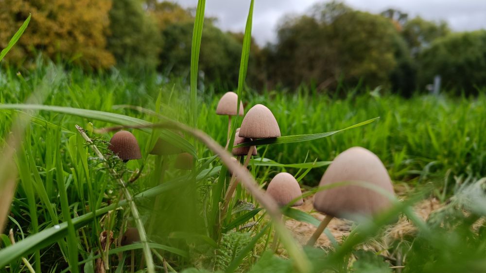 Pilze im grünen Gras