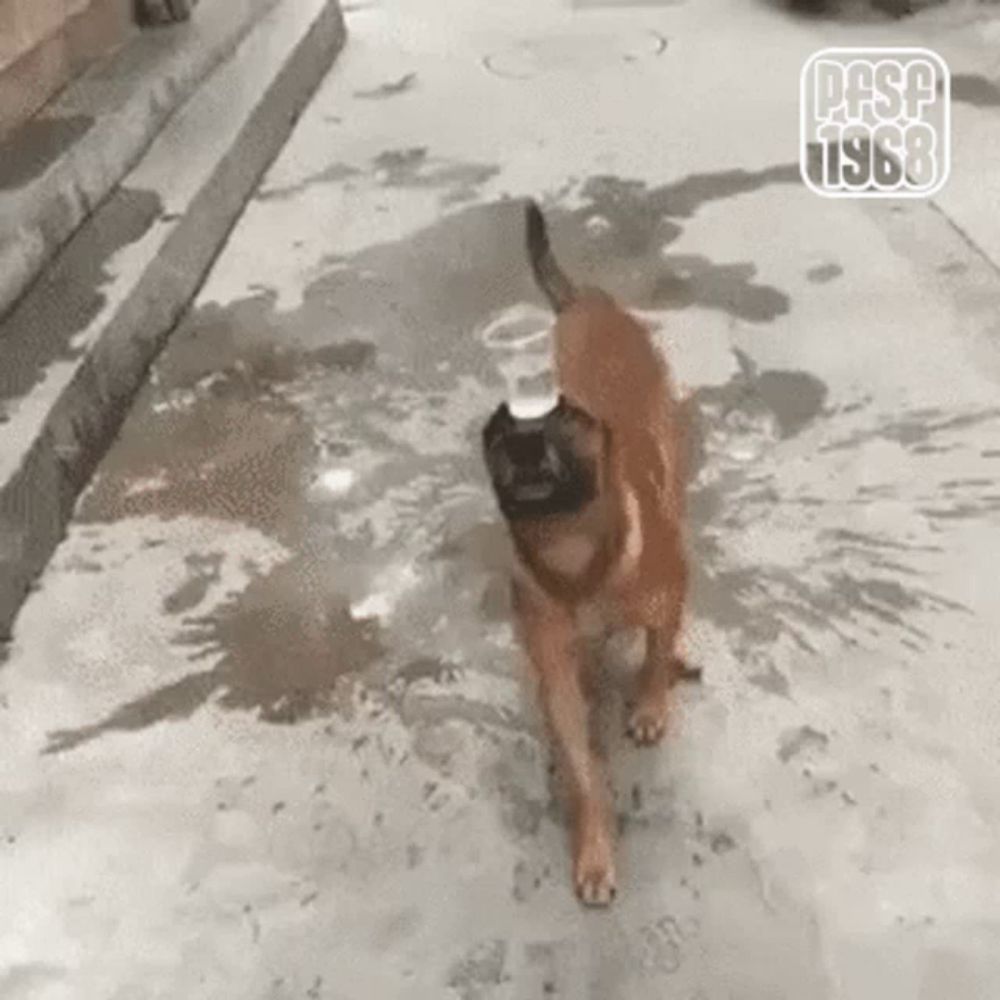 a brown dog with a cup in its mouth is walking down a wet sidewalk .