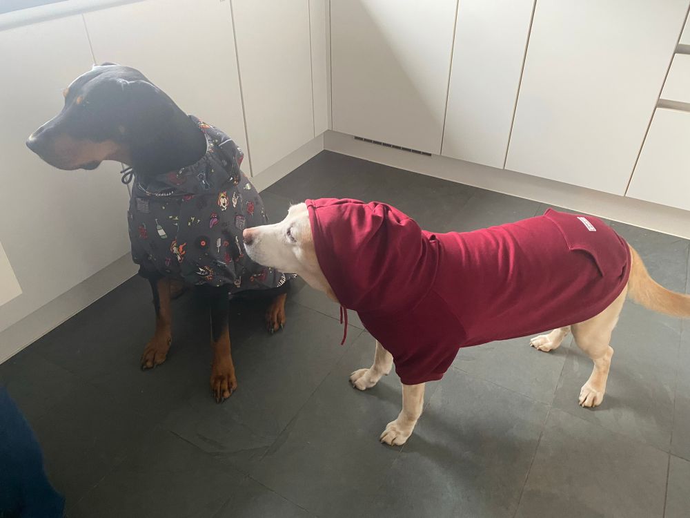 Labradorhündin in rotem Hoodie neben Dobermann im bunten Hoodie in einer Küche.
