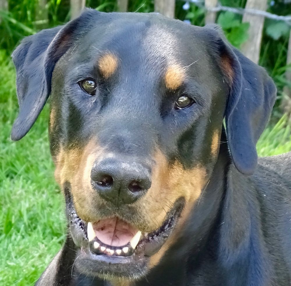 Freundliches Porträt eines Dobermann-Boxer Mischlingshundes