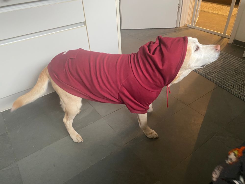 Labrador in rotem Hoodie stehend