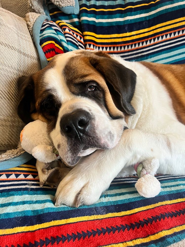 Photograph of a St Bernard laying on a couch.