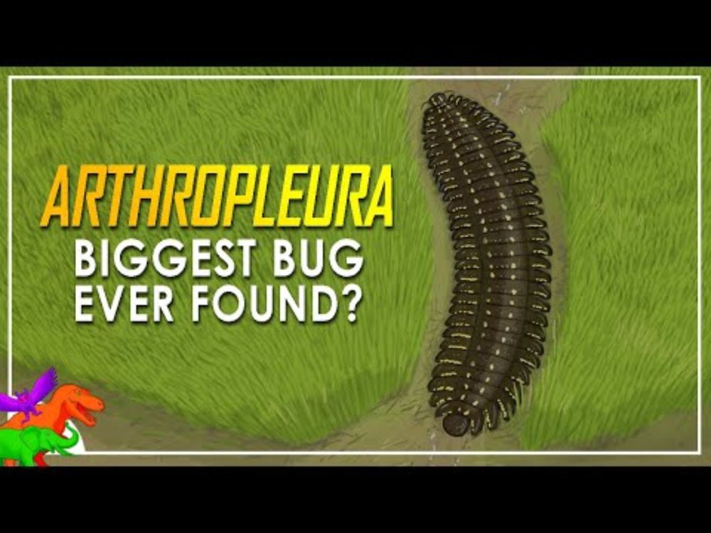 The Biggest Arthropleura? | Largest Fossil Of World’s Biggest Bug Open’s Up Centuries Old Cold Case